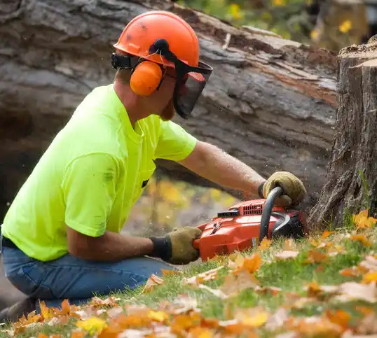 tree services Madison Heights